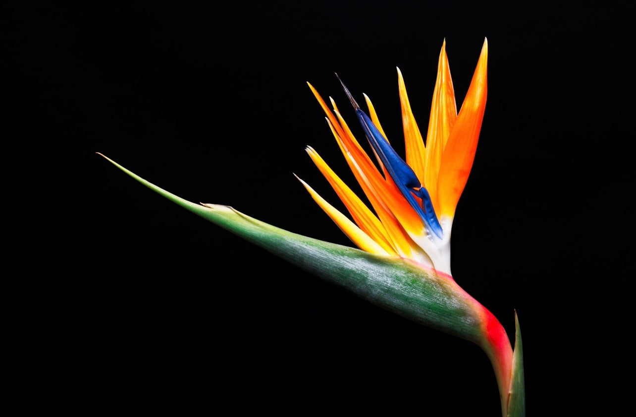 Bird of Paradise *BLK_LN*