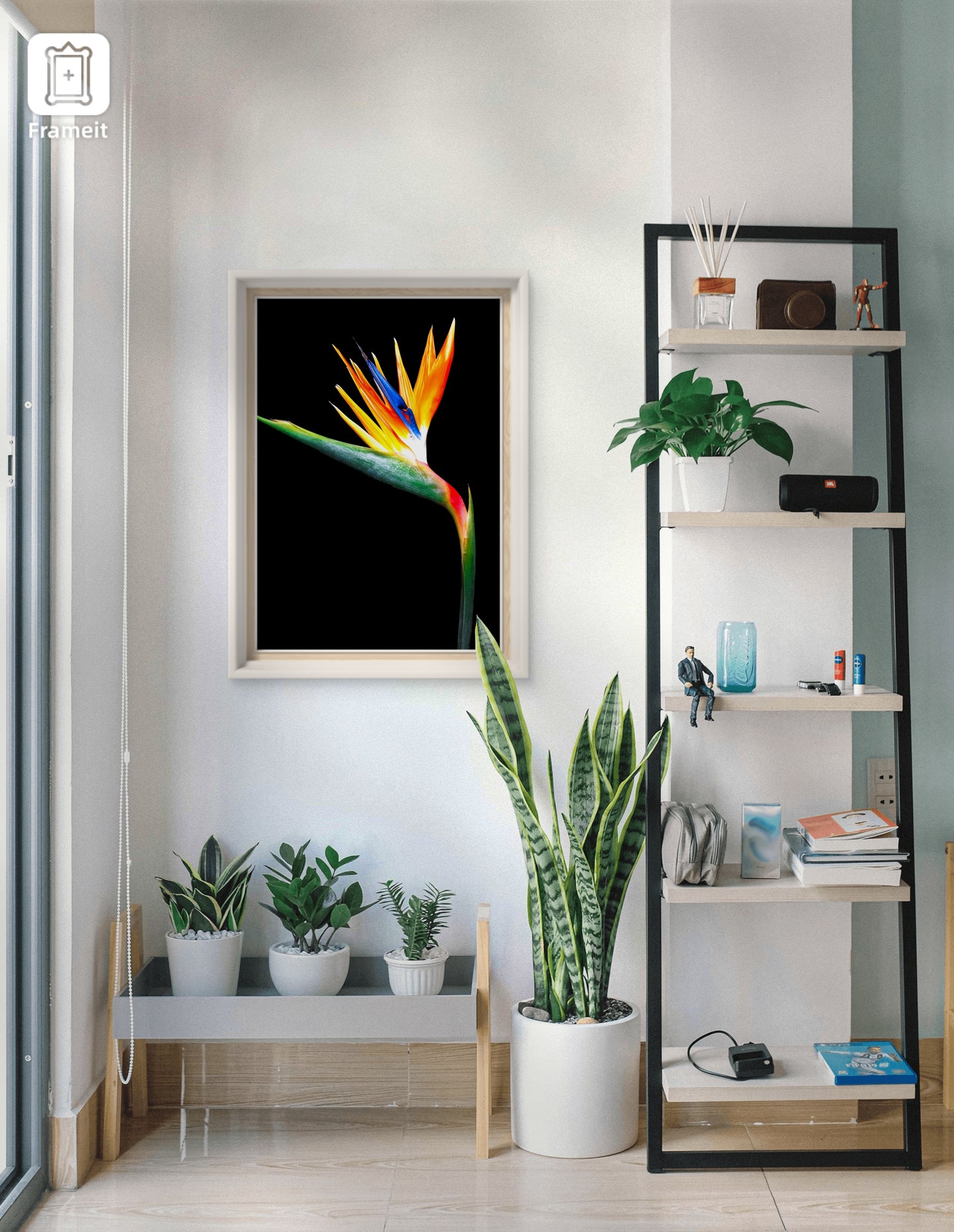 Bird of Paradise *BLK*