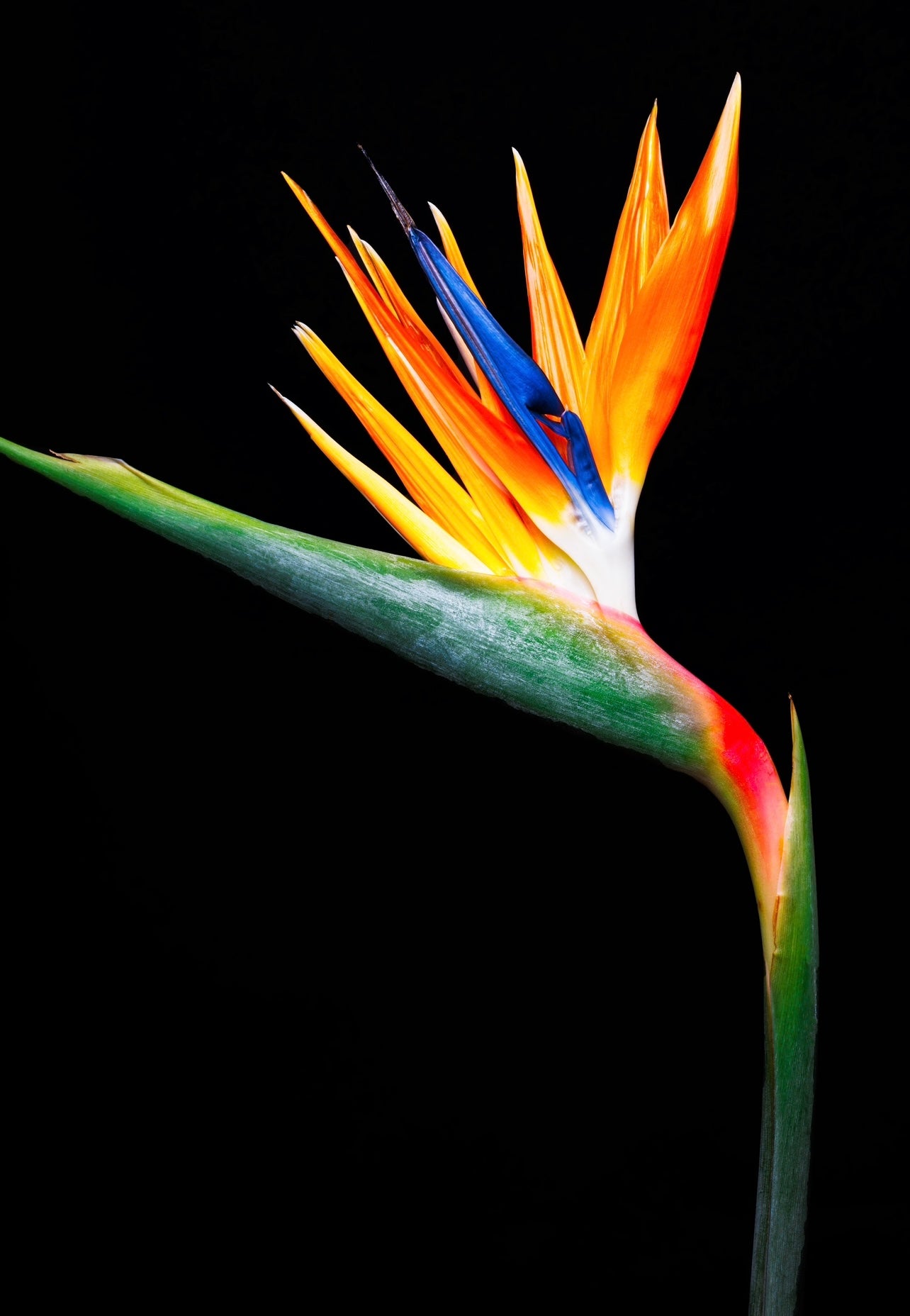Bird of Paradise *BLK*