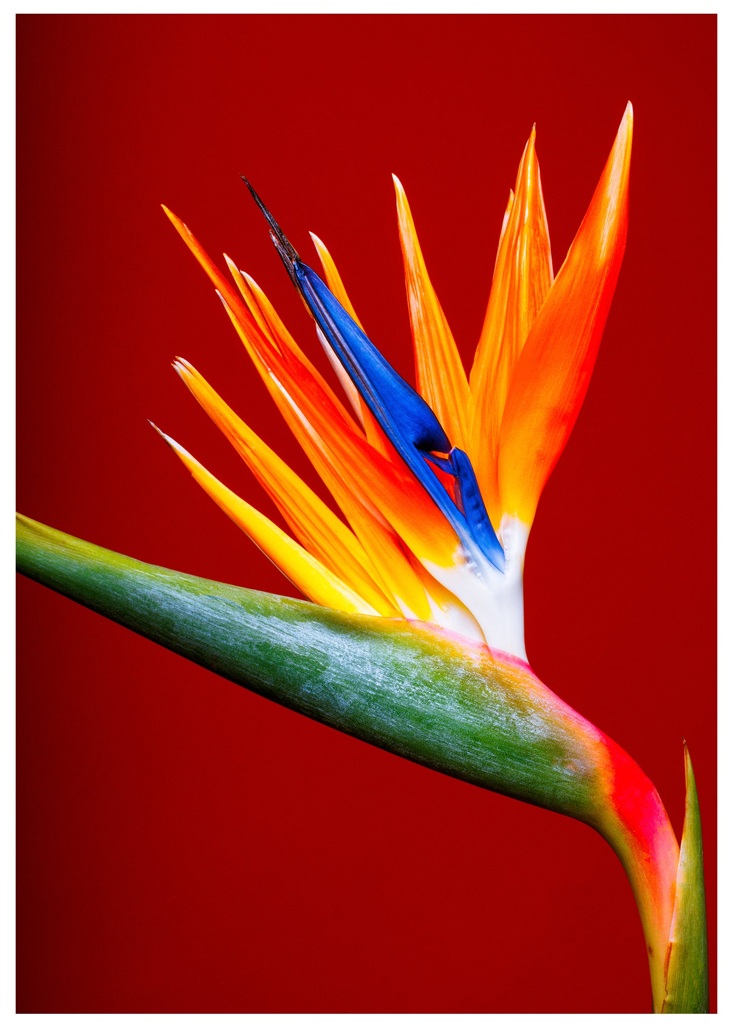 Bird Of Paradise *RED*