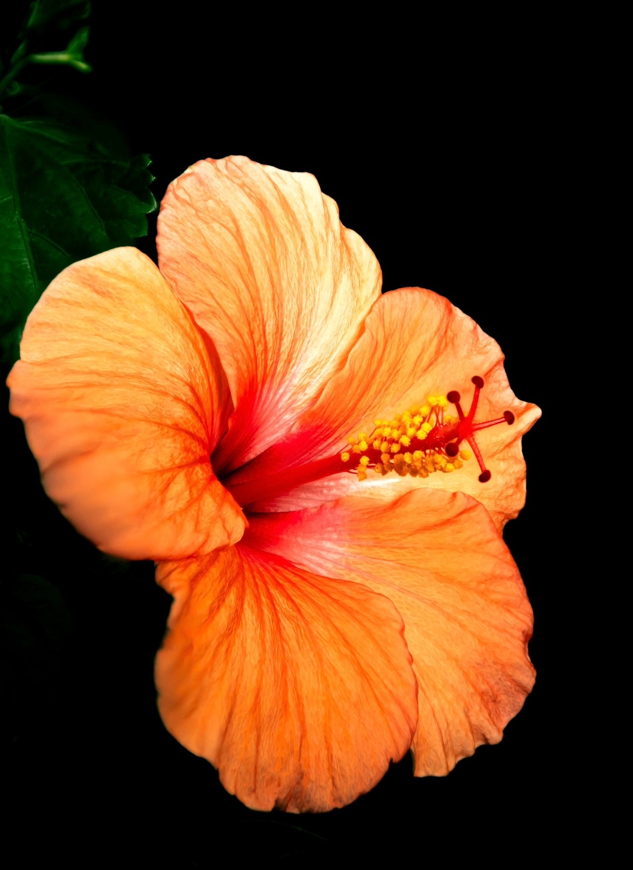 Hibiscus *YELLOW*